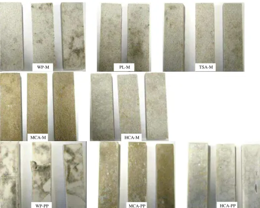 Fig. 7: Samples inoculated with Alternaria alternata after 52 days of incubation. 