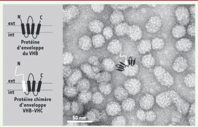Figure 1.  Principe des particules chimères d’enveloppe VHB-VHC. La protéine d’enveloppe S  (pour surface) du virus de l’hépatite B (VHB) est une protéine qui présente quatre domaines  transmembranaires (DTM)