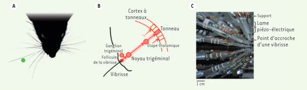 Figure 2. Le système vibrissal. A. Les nombreuses vibrisses distribuées en éventail autour du museau (face dorsale) effectuent des mouvements  de balayage rythmique durant la détection d’un objet (en vert)