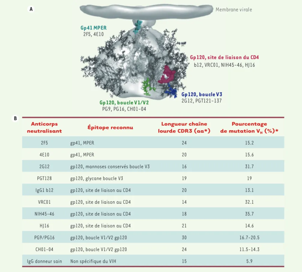 Figure 2. Complexité des anticorps neutralisants. A. Représentation schématique du trimère de glycoprotéines d’enveloppe du VIH-1 ; en couleur les  sites de reconnaissance des principaux anticorps neutralisants