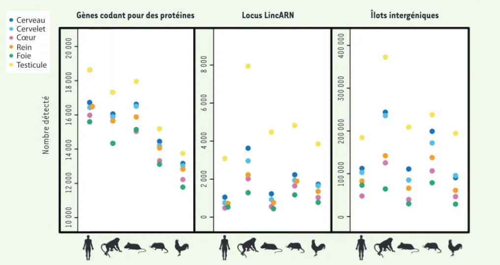 Figure 1. Complexité du transcriptome dans le testicule chez les mammifères et les oiseaux