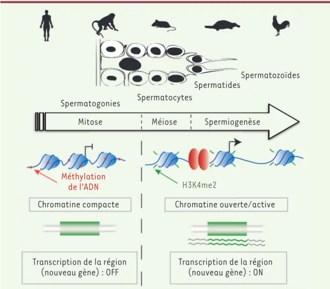 Figure 2.  Schéma synthétisant les modifica- modifica-tions épigénétiques au cours de la  spermato-genèse et leur impact sur la transcription.