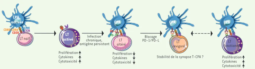 Figure 1. Voie PD-1-PD-L et régulation des fonctions lymphocytaires T. La voie PD-1-PD-L est impliquée dans la dysfonction des cellules T et le  manque de contrôle du pathogène lors d’une infection virale chronique ou l’induction de tolérance lors de malad