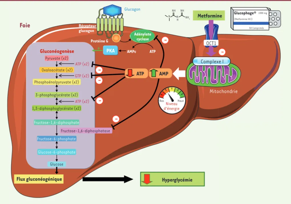 Figure 2. Mécanismes d’inhibition de la production de glucose par la metformine via la diminution du potentiel énergétique dans le foie