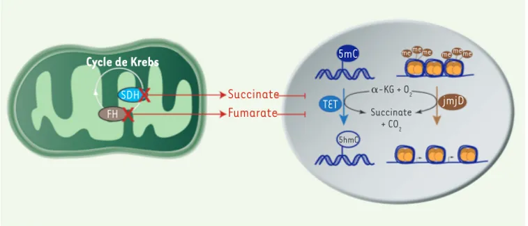 Figure 1.  Mécanisme reliant les  mutations des gènes SDHx et FH à  l’hyperméthylation de l’ADN et des  histones