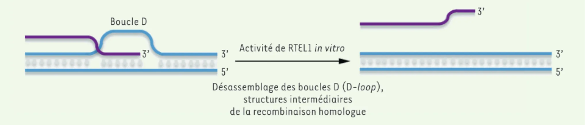 Figure 1. Modèle proposé de l’activité de RTEL1 in vitro comme anti-recombinase. L’activité hélicase de RTEL1, dépendante de l’hydrolyse de l’ATP,  permet de désassembler les structures intermédiaires de recombinaison homologue (D-loop).