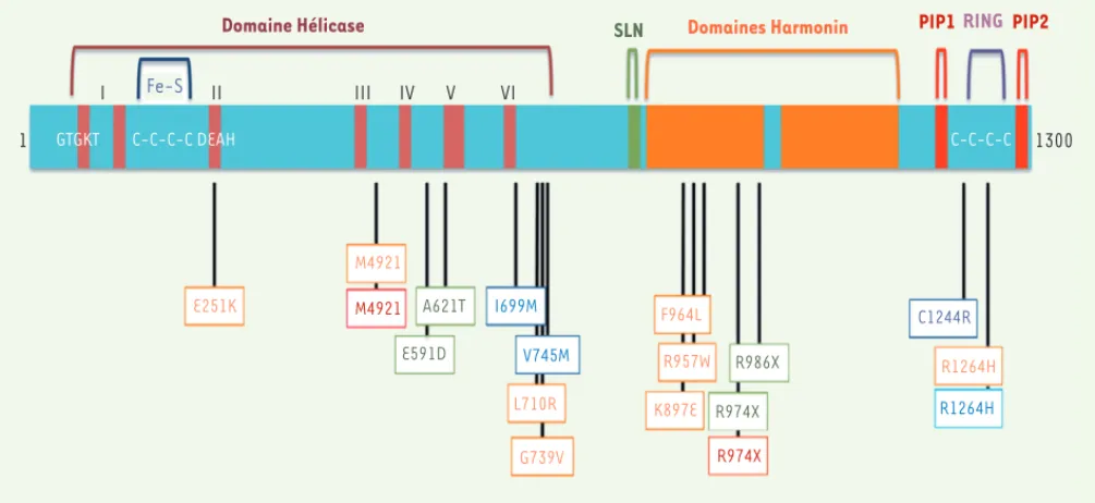 Figure 3. Schéma de la forme longue de RTEL1 humaine (1 300 acides aminés). Les différents domaines, ainsi que les mutations identifiées chez les  patients atteints de dyskératose congénitale et du syndrome Hoyeraal-Hreidarsson sont représentés [6, 8, 9, 1