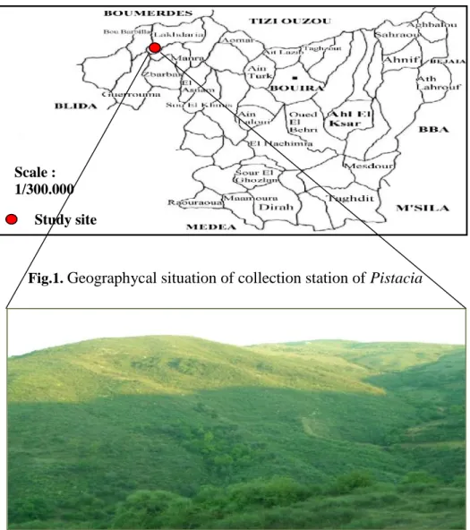 Fig. 2- Lakhdaria mountain collection area of Pistacia lentiscus