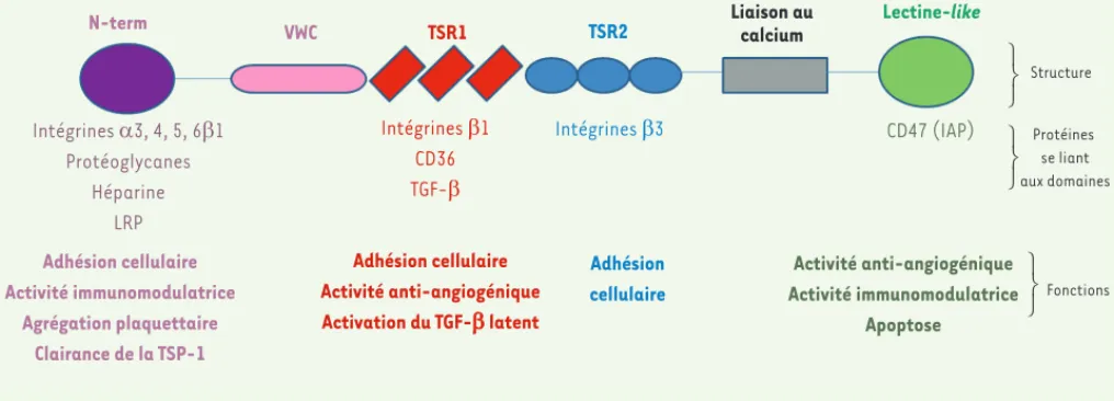 Figure 1. Structure, partenaires et activités de la thrombospondine-1. N-term : domaine amino-terminal ; VWC : domaine de type Von Willebrand ;  TSR1 : domaine de répétition de type 1 ; TSR2 : domaine de répétition de type 2