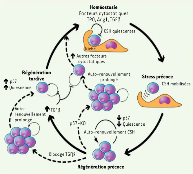 Figure 1.  Modèle de la contribution de la voie du TGFb à la régénération hématopoïétique