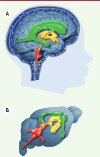 Figure 1. Circulation du liquide céphalo-rachi- céphalo-rachi-dien dans les cavités ou ventricules du cerveau  chez l’homme (A) et la souris (B).