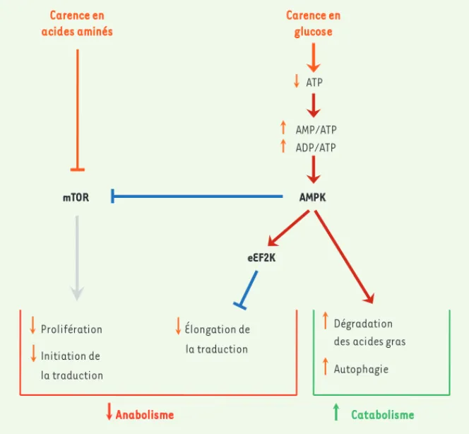 Figure 1. Principales voies de signalisation contrôlant la réponse à la privation de nutriments.