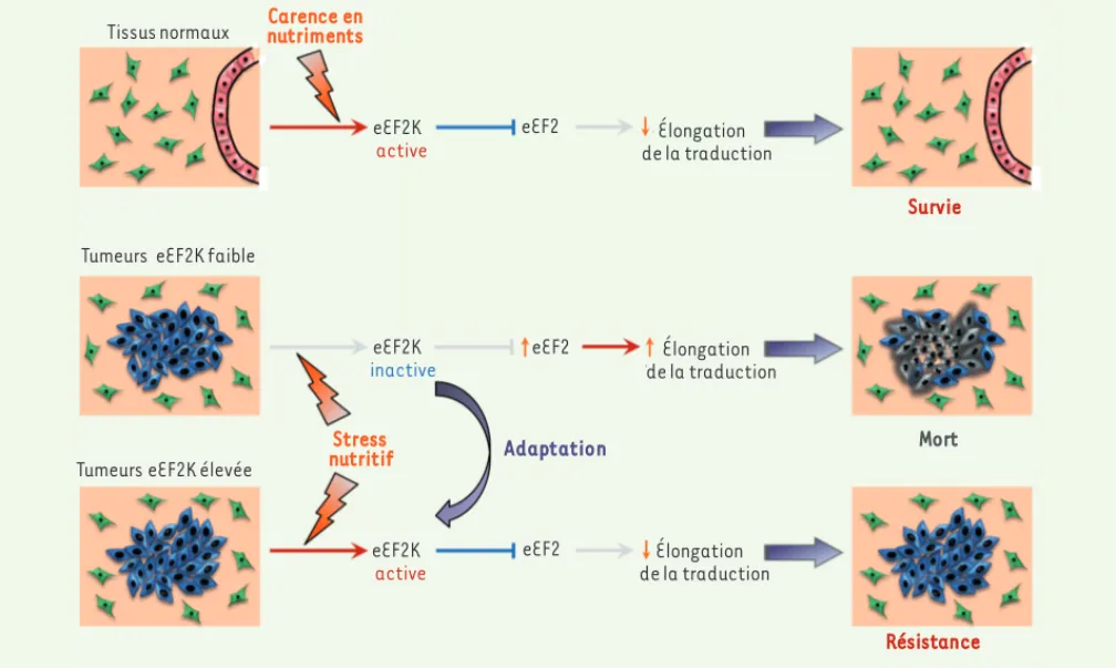 Figure 2. Modèle pour le rôle de eEF2K dans la réponse biologique à la privation de nutriments dans les tissus normaux et cancéreux.