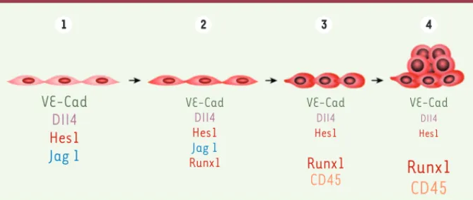 Figure 2. Transitions cellulaires et moléculaires au cours du passage de la cellule endothéliale  hématogène vers la cellule hématopoïétique telles qu‘analysées chez l’oiseau et la souris