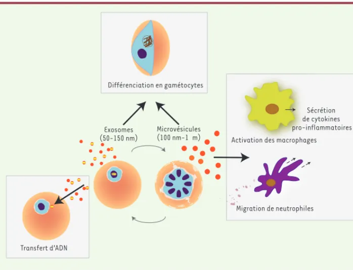 Figure 2. Rôles des MV et des exosomes  dans l’infection à Plasmodium. Les  glo-bules rouges infectés par P