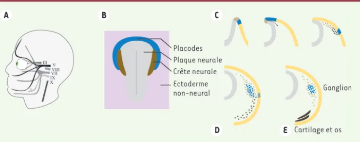 Figure 1. Formation des ganglions céphaliques d’origine mixte. A. Nerfs crâniens recevant une contribution  mixte, cellules de la crête neurale et placodes