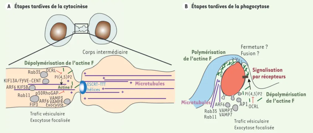 Figure 2. Intégration de la signalisation, du trafic et du cytosquelette pendant les étapes tardives de la cytocinèse et de la phagocytose
