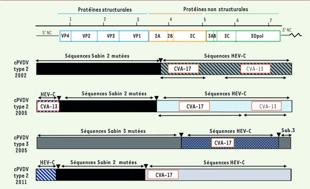 Figure 2. Structure schématique des génomes de différents cPVDV recombinants isolés à Madagascar de 2001 à 2011