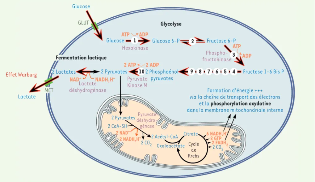 Figure 2. Glycolyse anaérobie et effet Warburg. Le glucose pénètre dans la cellule grâce aux transporteurs de glucose (GLUT)