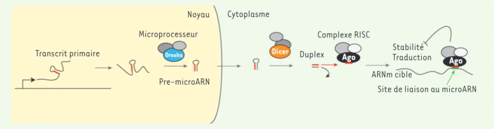 Figure 1. Les différentes étapes de la biosynthèse des microARN. RISC : RNA-induced silencing complex.