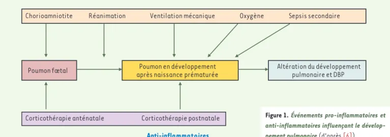 Figure 1.  Événements pro-inflammatoires et  anti-inflammatoires influençant le  dévelop-pement pulmonaire (d’après [6]).