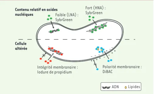 Figure 1.  Fluorochromes et cibles intracellulaires. Le SybrGreen pénètre toutes les bactéries  indépendamment de leur intégrité membranaire, se fixe aux acides nucléiques, et permet de  dis-tinguer les cellules HNA (fort contenu en acides nucléiques) des 