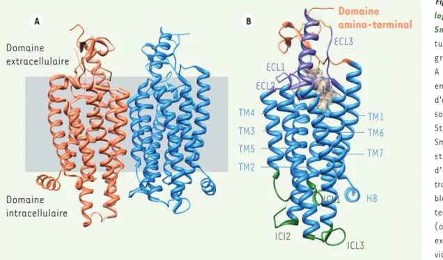 Figure 3. Structure cristal- cristal-lographique du récepteur  Smoothened. A.   Struc-ture du dimère  cristallo-graphique (monomère  A en bleu, monomère B  en orange)
