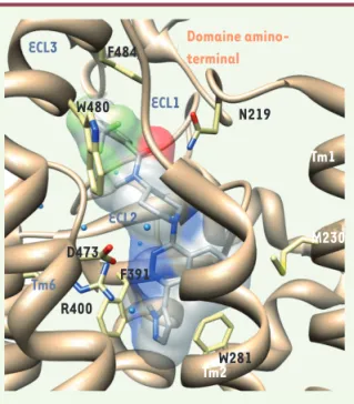 Figure 4. Poche de liaison de l’antagoniste LY2940680 dans la  structure inactivée du récepteur Smoothened (rubans bruns)