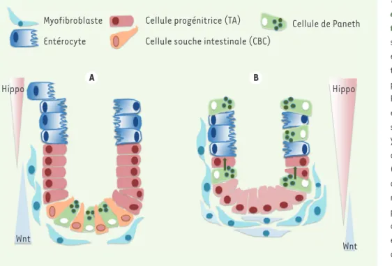 Figure 4.  Signalisation Wnt et Hippo  et cellules souches de la crypte  intes-tinale