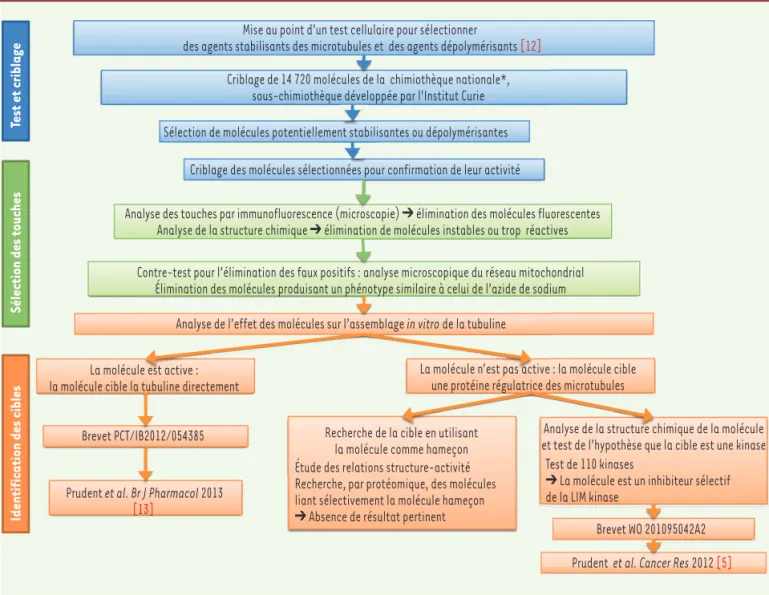 Figure 5. Les différentes étapes d’une approche de chémobiologie pour l’identification de régulateurs du cytosquelette