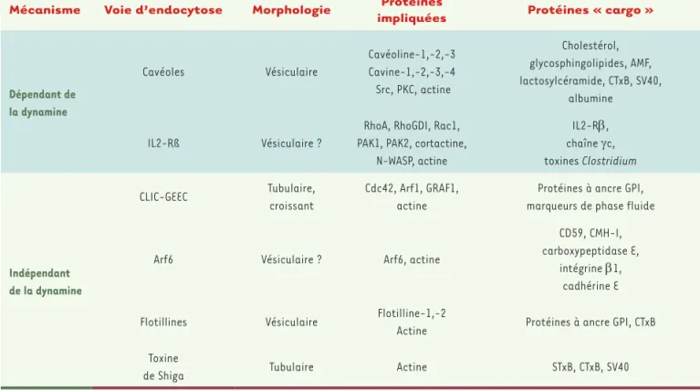 Tableau I. Caractéristiques moléculaires et morphologiques des différentes voies d’endocytose indépendantes de la clathrine.
