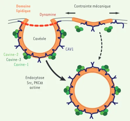Figure 2. Cavéolines et cavéoles : structure, endocytose et  mécanosensibilité. Les oligomères de cavéoline-1 (CAV1),  en association avec des microdomaines lipidiques riches  en cholestérol et en sphingolipides, forment les cavéoles,  invaginations à la m