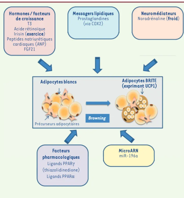 Figure 3.  Facteurs impliqués dans  l’induction du browning du tissu  adipeux blanc. Le browning du tissu  adipeux blanc chez la souris  cor-respond à l’apparition d’adipocytes  multiloculaires exprimant UCP1 au  sein des dépôts blancs