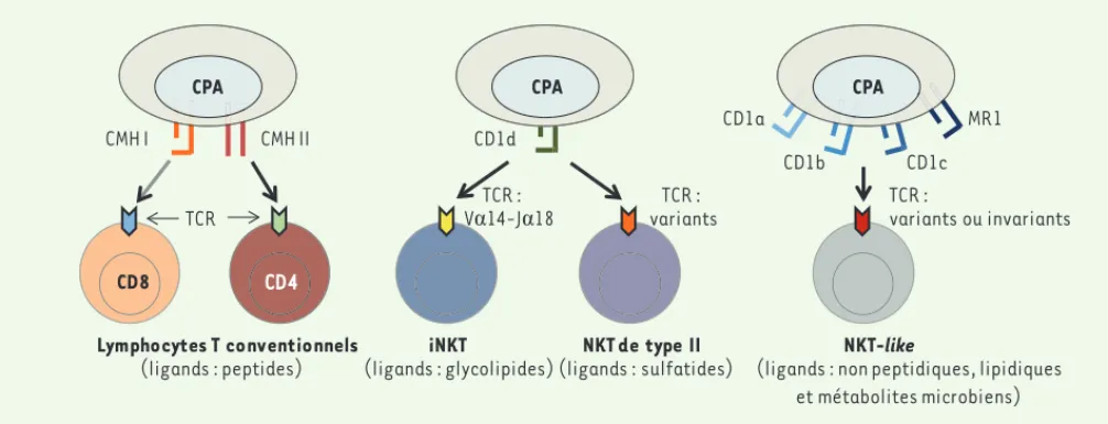 Figure 1. Lymphocytes T et lymphocytes NKT. Alors que lymphocytes T conventionnels reconnaissent des peptides présentés par le CMH I ou CMH II  (gauche), les lymphocytes NKT expriment un TCR restreint par les molécules non classiques du CMH