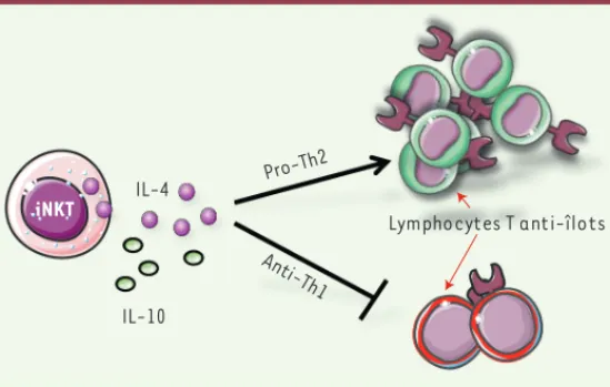 Figure 2. Rôle protecteur des cytokines produites par les lymphocytes iNKT. Les  lymphocytes iNKT peuvent inhiber le développement du diabète de type 1 par  la production de cytokines IL-4 et/ou IL-10