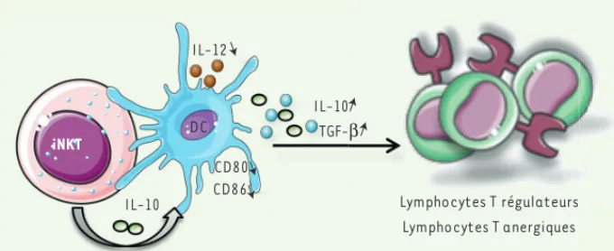 Figure 3. Régulation du diabète de type 1 par le  biais de cellules dendritiques. Les lymphocytes  iNKT peuvent induire des cellules dendritiques  (DC) tolérogènes qui expriment faiblement  CD80 et CD86 et secrètent de l’IL-10 et/ou du  TGF  (transforming