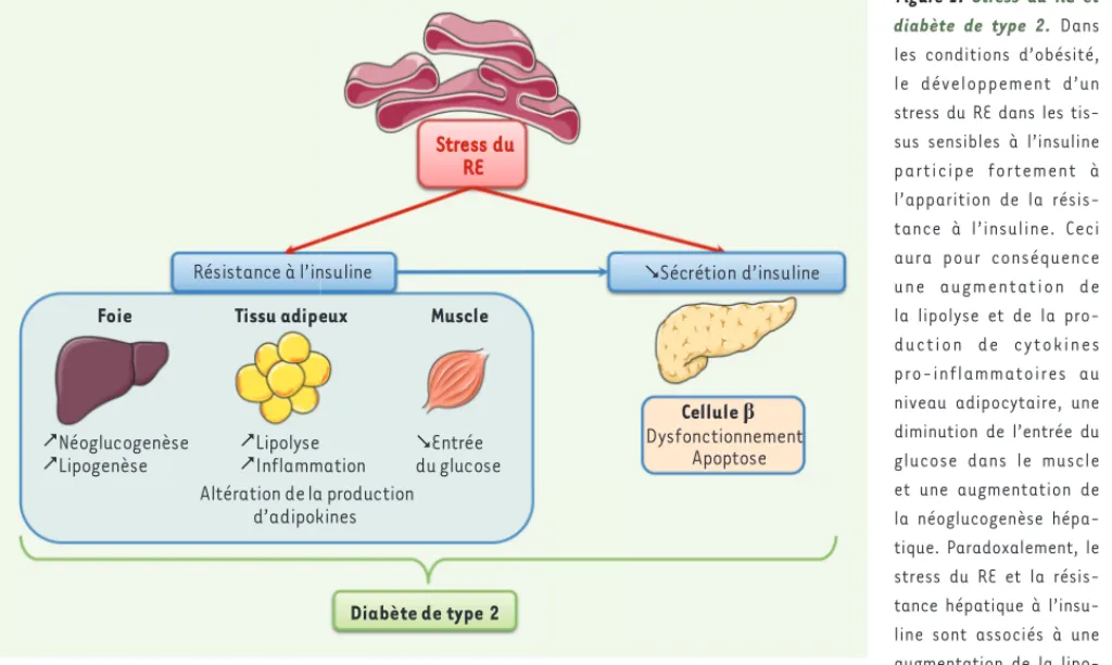 Figure 1.  Stress du RE et  diabète de type 2.  Dans  les conditions d’obésité,  le développement d’un  stress du RE dans les  tis-sus sensibles à l’insuline  participe fortement à  l’apparition de la  résis-tance à l’insuline