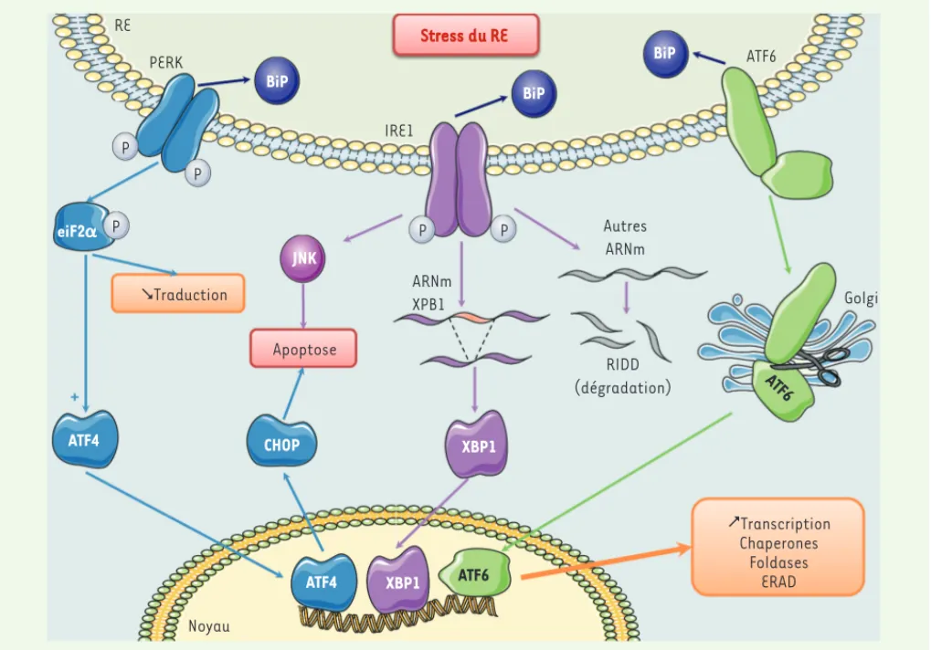 Figure 2. La voie UPR. Des perturbations de l’homéostasie du RE entraînent la mise en place d’une réponse UPR qui conduira à l’activation des  trois protéines effectrices de cette voie : PERK (PKR-like ER kinase), ATF6 (activating transcription factor 6) e