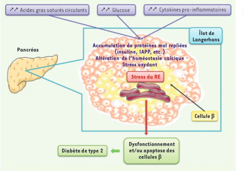 Figure 3.  Causes du stress du  RE dans la cellule b  pancréa-tique.  En conditions d’obésité  et de résistance à l’insuline,  les altérations métaboliques  observées (hyperlipidémie,  hyperglycémie, inflammation)  perturbent l’homéostasie du RE  dans les 