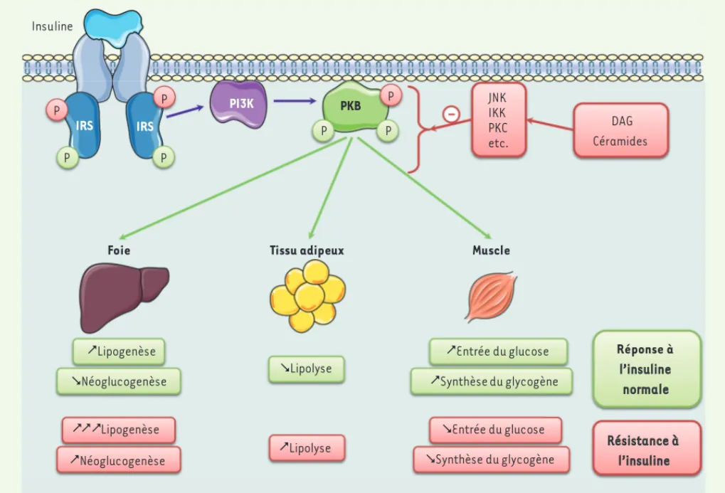 Figure 4. Signalisation de l’insuline et résistance à l’insuline. L’insuline, en se fixant sur son récepteur, va permettre l’activation des IRS par phos- phos-phorylation des résidus tyrosine qui vont ainsi interagir avec la PI-3 kinase (PI3K) et l’activer