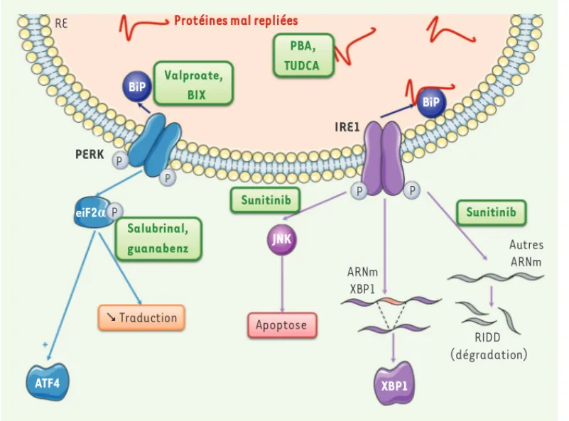 Figure 6. La voie UPR, une  cible thérapeutique  perti-nente.  De nombreuses  molé-cules ont été décrites comme  ciblant la voie UPR