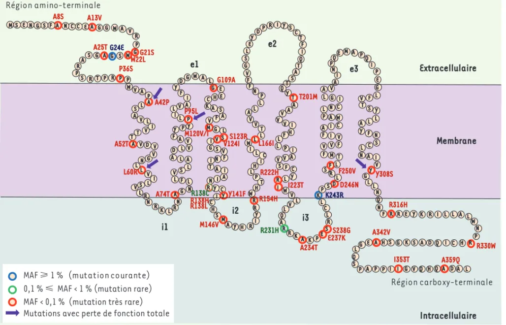 Figure 2. Position des 40 mutations dans la structure du récepteur MT2. Les acides aminés sont répartis entre l’espace extracellulaire, membra- membra-naire et intracellulaire par analogie avec d’autres récepteurs de la même famille