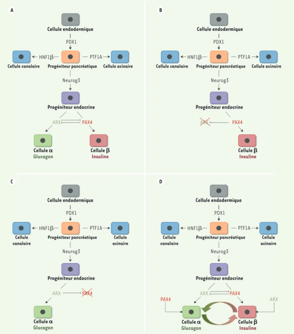 Figure 1. Facteurs de transcription impliqués dans la spécification des différents destins pancréatiques au cours du développement embryonnaire