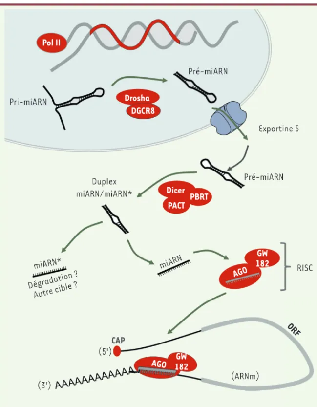 Figure 1.  Biogenèse des miARN. Les miARN sont  transcrits par l’ARN polymérase II (Pol II) sous forme  d’un long transcrit primaire (miARN)