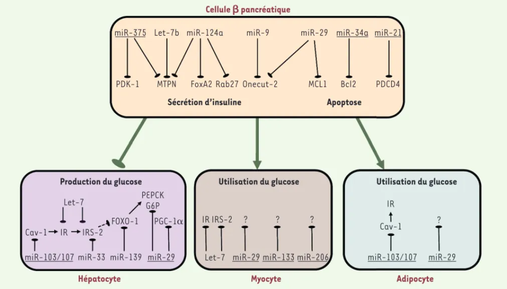 Figure 2. miARN impliqués dans la sécrétion et l’action de l’insuline avec leurs cibles respectives dans les cellules sensibles à l’insuline