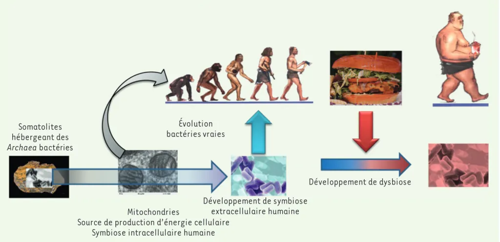 Figure 1. Évolution symbiotique des bactéries et de l’homme. Les très anciens stromatolithes abritaient des bactéries appelées Archea baccteria