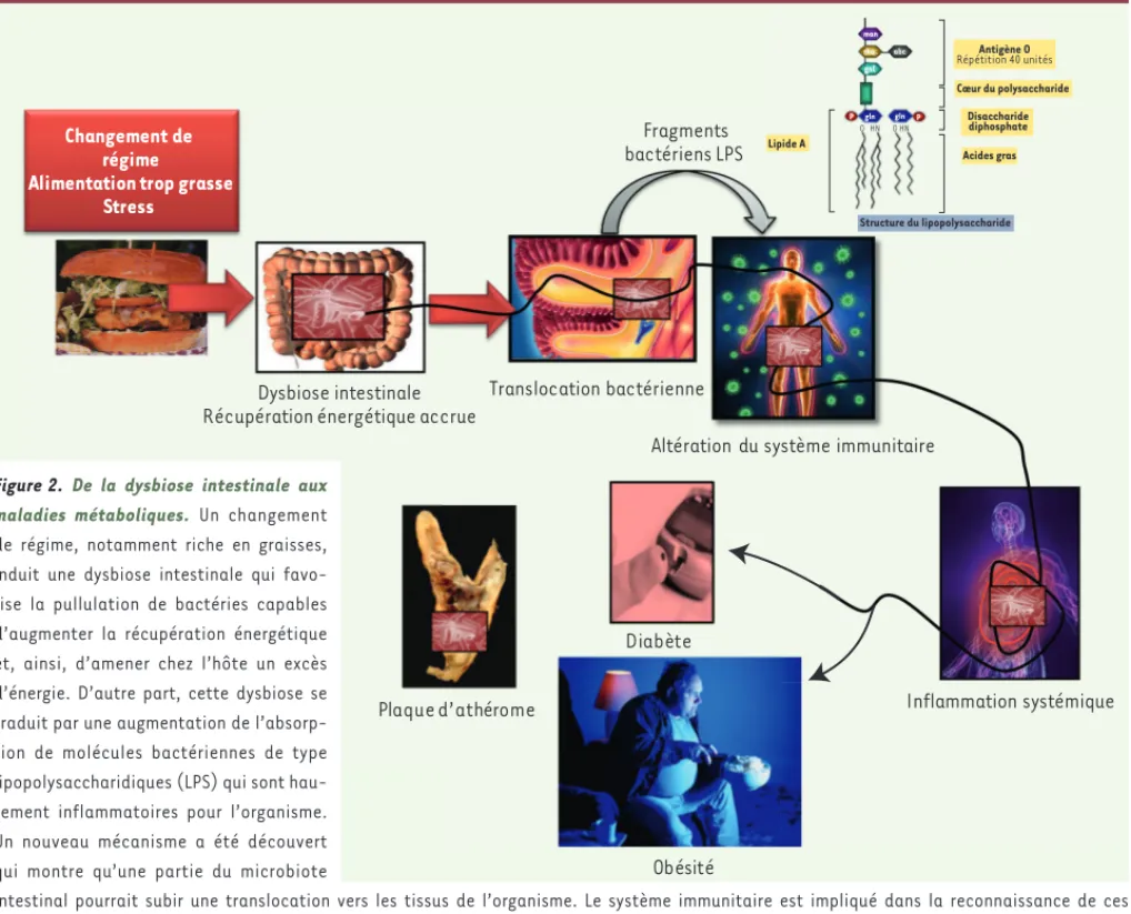 Figure 2.  De la dysbiose intestinale aux  maladies métaboliques.  Un changement  de régime, notamment riche en graisses,  induit une dysbiose intestinale qui  favo-rise la pullulation de bactéries capables  d’augmenter la récupération énergétique  et, ain