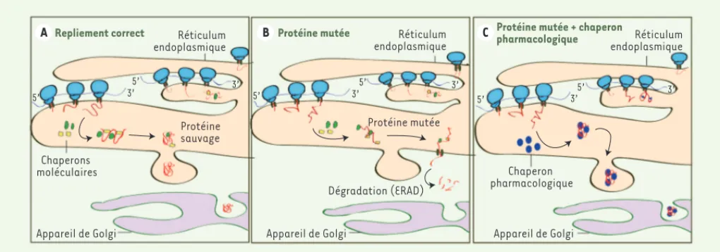 Figure 1. Mécanisme d’action des chaperons pharmacologiques. A. Durant la synthèse des protéines lysosomales, les chaperons moléculaires sont  naturellement présents dans la cellule afin d’assister les polypeptides naissants à se replier correctement selon
