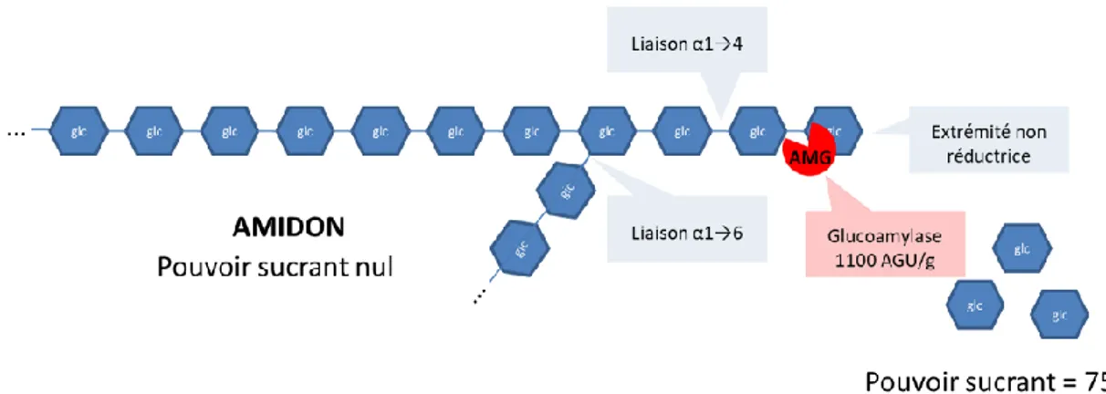 Figure 6:  Schéma de principe de la stratégie enzymatique utilisée dans le programme PLEASURE pour libérer  du glucose (glc) sucrant (pouvoir sucrant de 75 par rapport à la molécule référence le saccharose, dont le pouvoir  sucrant est fixé à 100 à partir 