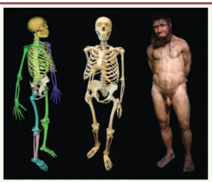 Figure 5. Reconstruction du néendertalien virtuel. À gauche : le  modèle obtenu avec lhpFusionBox